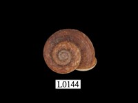 藏品(臺灣大山蝸牛)的圖片